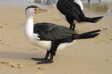 pied cormorant on Tangalooma
