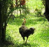 rooster in Fiji